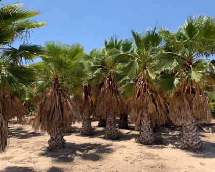 Washingtonia robusta directly from the fields in rootball